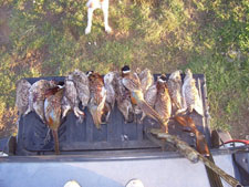West River Adventures Pheasant Hunting Private Land 2